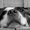 Two Dogs Allegedly Starved to the Bone: Demand Real Justice