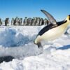 Don’t Let Deadly Heatwave End Reign of Emperor Penguins
