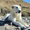 Dog Reportedly Left Outside to Die of Heat Stroke: Demand Full Accountability