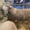 Sheep Apparently Mutilated and Packed Into Sweltering Car Trunk: Demand Accountability