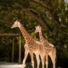 Success: Giraffes Disappeared From Notorious Zoo Found Safe and Sound