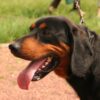 Starving Hounds Allegedly Abandoned in Filthy Kennels: Demand Justice