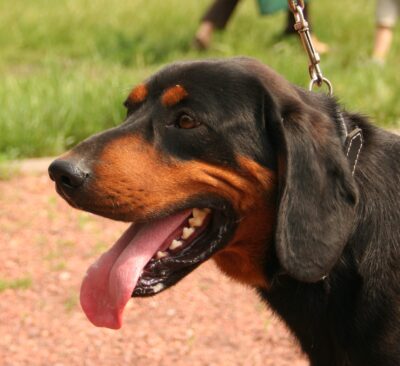 Starving Hounds Allegedly Abandoned in Filthy Kennels: Demand Justice ...