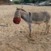 22 Donkeys Apparently Found Starving in Slaughter Den: Seek Justice