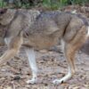 Don’t Doom Endangered Species to Extinction