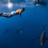 Success: Shark-Spotting Drones Back in Action