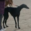 Greyhounds Allegedly Forced Into Violent Combat: Seek Justice