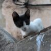 Cat Allegedly Mutilated and Poisoned in Public Park: Seek Accountability