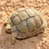 Four Tortoises Apparently Suffocate Inside Smuggling Crates: Demand Justice