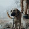 End Dog Rape Stands and Other Backyard Breeding Atrocities