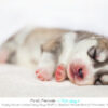 Six Puppies Allegedly Torn From Mother: Demand Justice