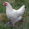 800 Chickens Apparently Suffocate in Overloaded Truck: Demand Full Investigation