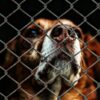 Dogs Allegedly Starved in Filthy Cages: Demand Real Consequences
