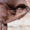Don’t Misuse Taxpayer Funds Meant to Combat Animal Cruelty
