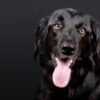 Demand Justice for Over 900 Dogs Allegedly Killed and Buried In Mass Grave