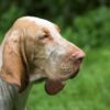 Starving Hounds Apparently Abandoned to Die in Locked Kennel: Demand Justice Now