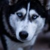 Five Pets Allegedly Starved in Filth: Demand Justice