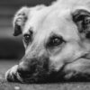 Dozens of Dogs Allegedly Starving in Filthy Backyard Cages: Seek Justice