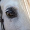 Justice for Horse Beaten While Collapsed in Blistering Heat