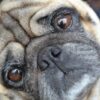 Prevent Heatstroke in Pets as Cases Surge Amid Extreme Temperatures