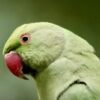 Demand Justice for Nearly 10,000 Parakeets Allegedly Decapitated and Abused at Petco Supplier