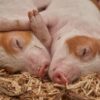 Justice for Pigs Who Froze to Death While Being Transported Under Subzero Conditions
