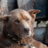 Dogs Reportedly Found Bound and Gagged in Sacks: Demand Full Accountability