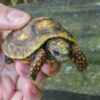Four Tortoises Sealed in Crate, Dumped in Canal: Demand Accountability