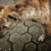 Dog Apparently Bound by the Neck and Dragged to Death: Punish Those Responsible