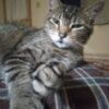 Cat Apparently Beaten With Metal Pipe, Skull Fractured: Demand Justice