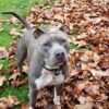 Dog Pushed From SUV Into Interstate Traffic: Demand Answers