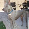 Dog Trapped in 113°F Car and Left Bleeding: Identify the Person Responsible