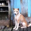 Community Dogs Reportedly Poisoned to Death: Find and Prosecute the Killer