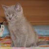 Cat Shot With Pellet Millimeters From Spine: Identify the Shooter