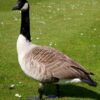 Goose Shot Through Body With Razor-Tipped Arrow: Demand Full Investigation