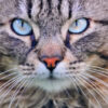 Cat Kicked and Beaten With Wooden Pallet: Demand Justice