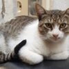 Cats Killed With Rodenticide-Laced Fish: Demand Swift Justice