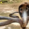 Cobras’ Mouths Sewn Shut and Venom Glands Ripped Out: Dismantle Poaching Network