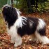 Dogs Poisoned With Pesticide-Laced Meat: Demand Swift Justice