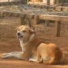 Three Community Dogs Poisoned to Death: Demand Justice