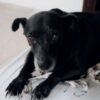 Justice for Phineas, Alleged Severely Injured Rescue Dog Saved From Death