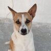 17 Dogs and Cats Reportedly Found Living Amid Toxic Waste in a Sealed Apartment: Seek Justice