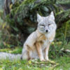 Fox Shot Repeatedly Through Spine With Airgun Pellets: Demand Full Investigation
