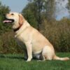 Dog Owner Pepper-Sprayed and Robbed of His Companion at Gunpoint of Fear: Demand Justice