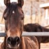 Horses Allegedly Tortured for Sexual Abuse Videos: Pursue Maximum Penalties