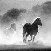 Stop Alleged Illegal Sale and Slaughter of Wild Horses