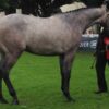 Horses Allegedly Left With Rotting Hooves and Open Wounds: Demand Prosecution