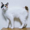 Cat Restrained and Thrown to Death From High-Rise: Demand Answers