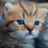 Eight-Week-Old Kitten Allegedly Hurled From a Moving Car Into Traffic: Demand Maximum Charges