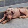 Dog’s Leg Shattered in Steel Jaw Trap: Demand Full Accountability